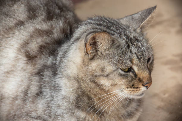 istock close up of a tabby cat 2187283421