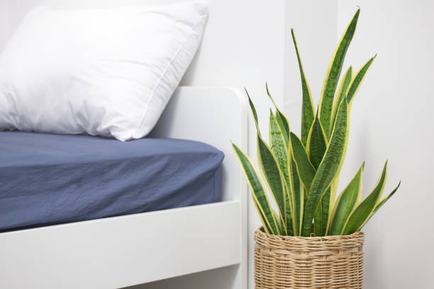 istock Sansevieria trifasciata or Snake plant in bedroom 2187283874