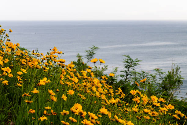 spring flowers