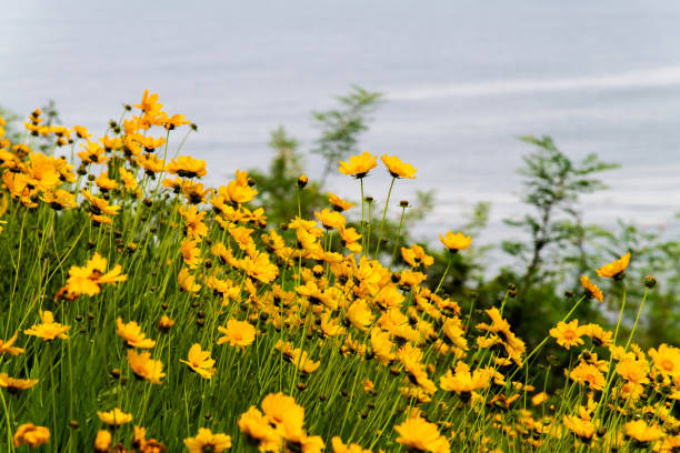 Coreopsis flowers in bloom on Point Dume