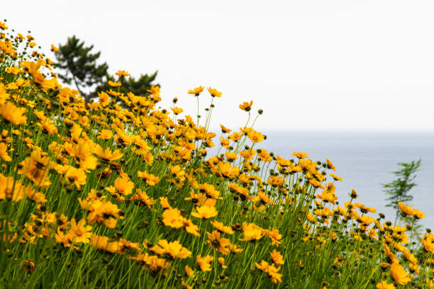 spring flowers