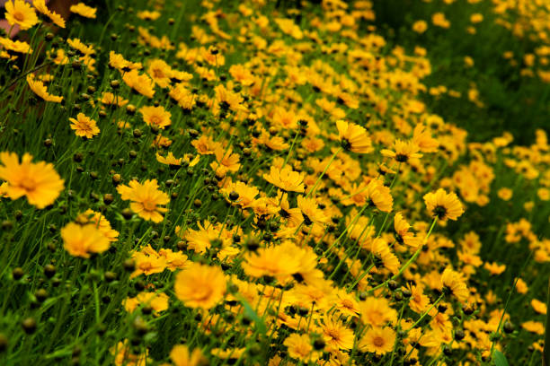 Yellow chrysanthemum multicaule blossoming in the park.