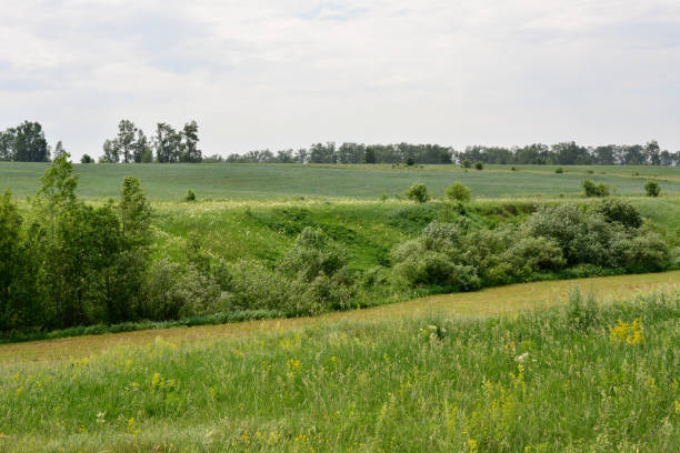 istock a valley with green hills and fields with green trees copy space 2187287208