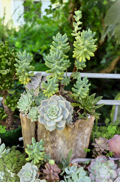 istock Various succulents decorating a pot in the garden 2187287300