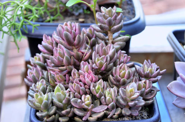 istock Beautiful succulent Lenopetalum Variegata Chocolate in pot 2187287334