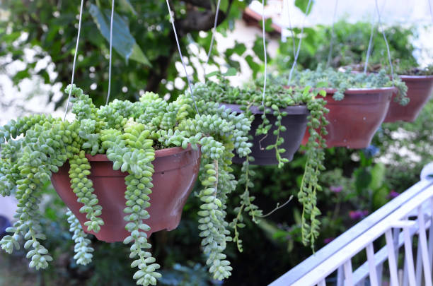 istock Pots with hanging donkey tail succulent (Sedum burrito) on the balcony 2187287792