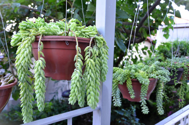 istock Pots with the hanging donkey tail succulent (Sedum burrito) decorating the balcony 2187287934