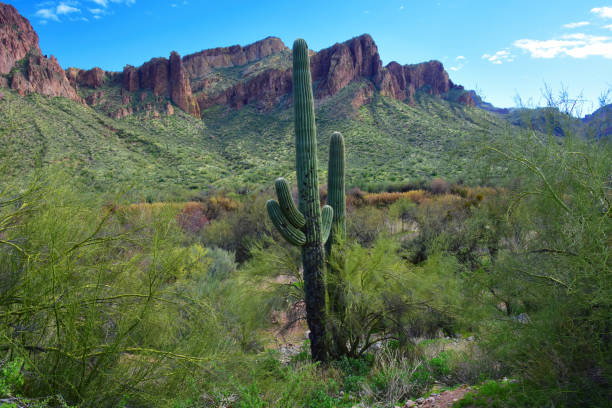 istock Salt River Recreation Area Arizona 2187289373