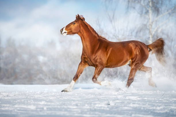 istock Horse run in winter snow 2187289788