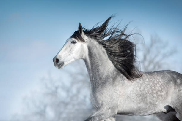 White horse with long black mane run