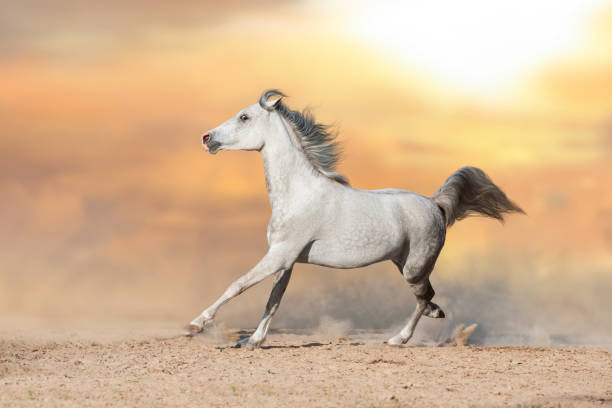 istock White horse with long mane run in sunset desert 2187289791