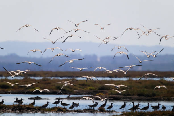 istock Birds in Portugal 2187297088