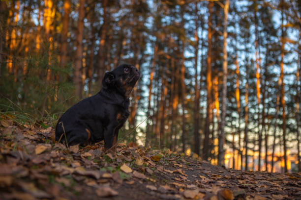 istock A cute dog sits in the fall woods 2187299115