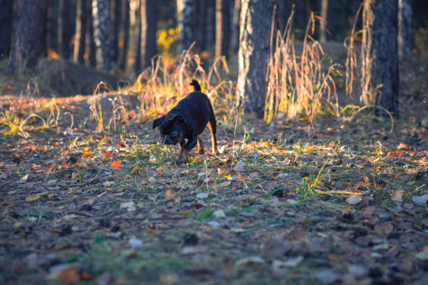 Cute dog running through the fall woods