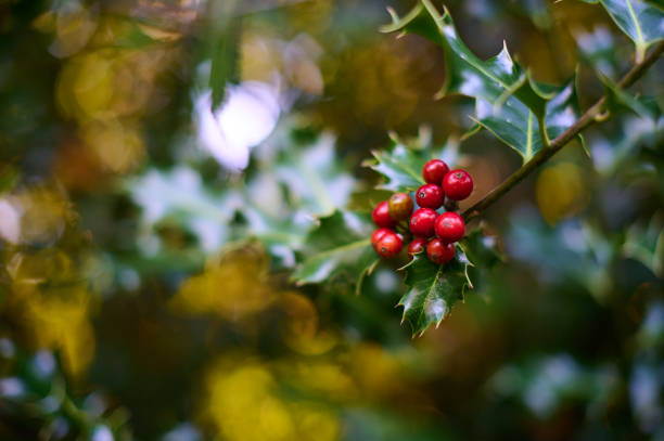 A holly tree, a typical Christmas tree, with red berries in Asturias, Spain
