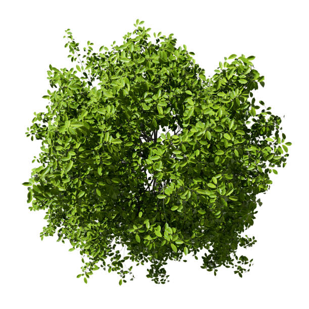 istock From above jungle green tree top view on white backgrounds 3d illustrations 2187300992
