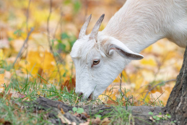 White mountain goat (Oreamnos americanus)