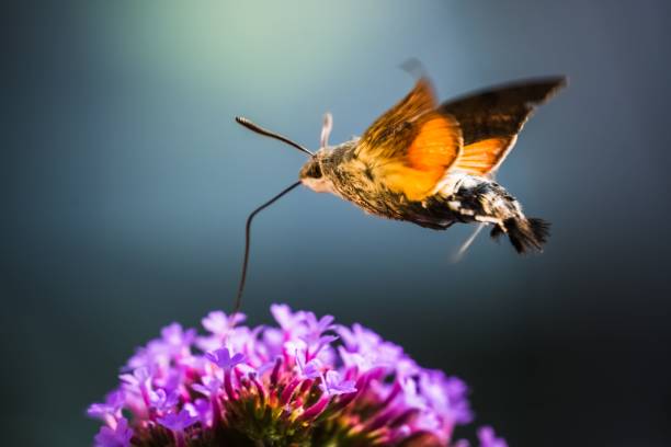 istock Hummingbird moth over purple flowers 2187304679