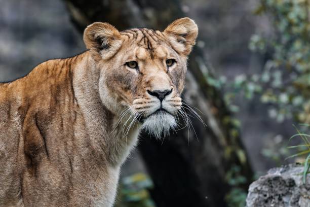 istock Majestic Lioness in the Wild 2187305307