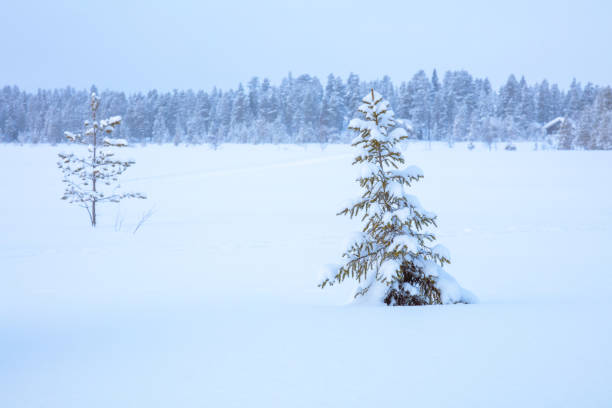 Winter Finland. Twilight on a large snow-covered meadow in front of a dense forest. Rare trees and a hut in the distance