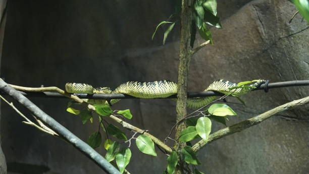 istock Resting in Camouflage: The Tree-Dwelling Snake 2187305515