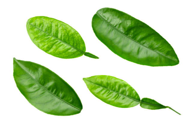 citrus leaves isolated on white background. clipping path