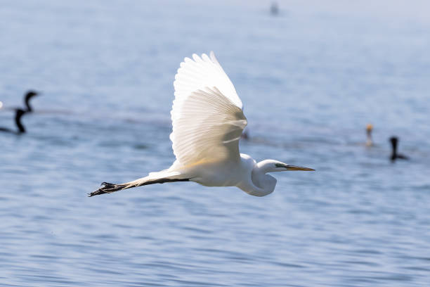 Great egret flying across water. Wings spread. stock photo
