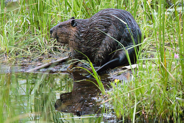 istock Beaver at the edge of the grassy shore with their reflection 2187307562