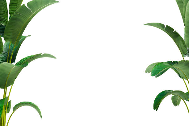 banana plant at corner of picture with copy space for text and element, 3d illustrrationn rendering
