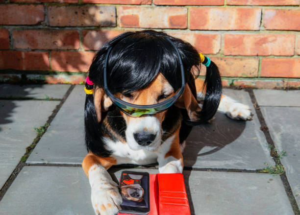 stylish beagle girl chooses a guy on a dating site in iPhone