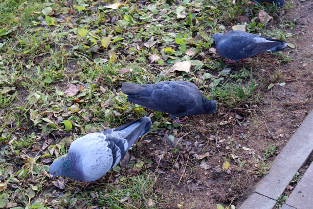 istock Group of Pigeons Foraging on Leafy Ground 2187308976
