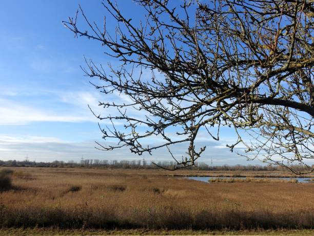 A serene wetland landscape with a clear blue sky and a bare tree branch in the foreground, capturing the tranquility of nature.