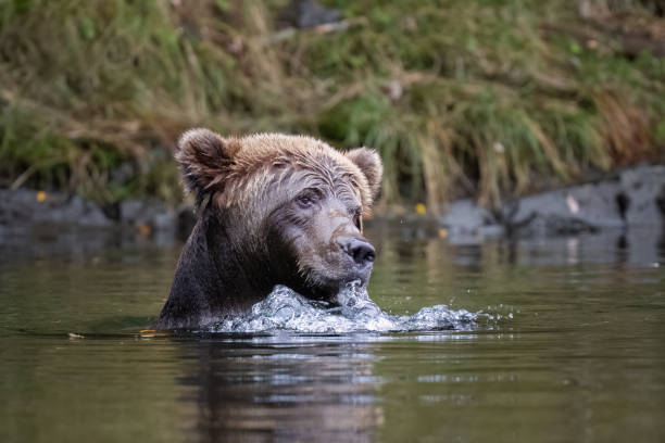 istock Bear in the river blowing bubbles while fishing 2187309298