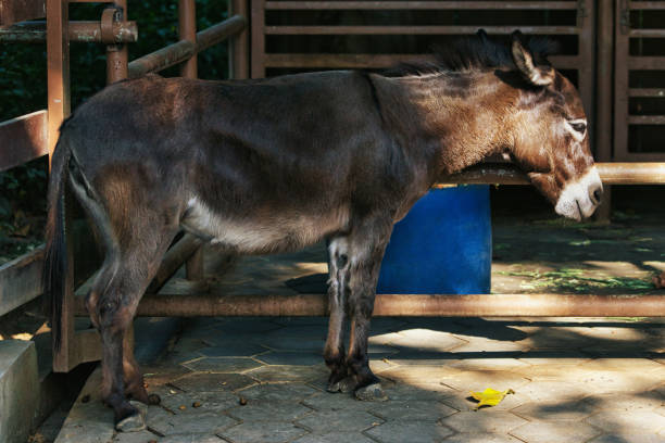 istock Side Profile of a Donkey Standing in a Sunny Enclosure 2187309347