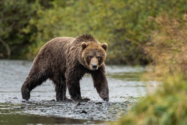 istock Female Kodiak bear looking for food 2187309351