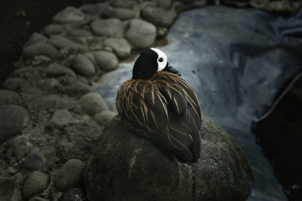 White-faced whistling duck resting on a rock near a body of water, showcasing its distinctive plumage and relaxed posture