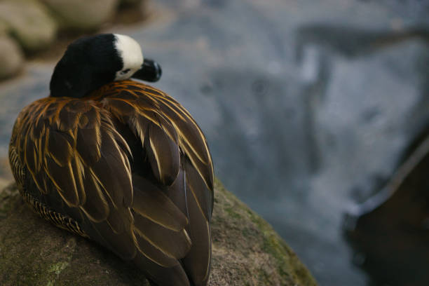 The mallard is a dabbling duck that breeds throughout the temperate and subtropical Americas, Eurasia, and North Africa, and has been introduced to New Zealand.