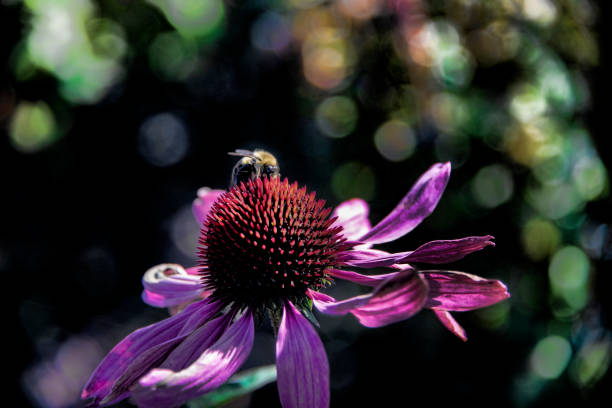 Bumble Bee on a Pink Coneflower, with dark soft colors in background