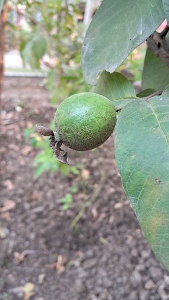 istock Green Unripe Guavas Hanging in the Guava Tree 2187310302