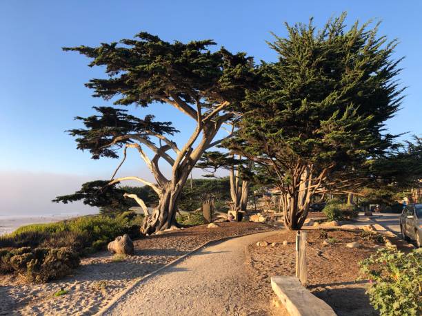 istock CarmelByTheSea 2187310790