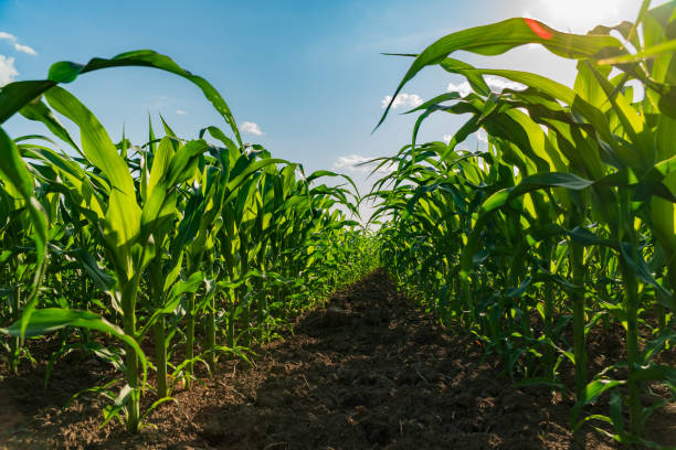 istock Corn plants stand proudly in rows, with lush green leaves basking in warm sunlight. The vibrant cornfield showcases healthy growth during the golden hours of the late afternoon 2187312933