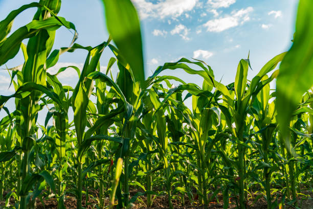 istock A vibrant cornfield features tall green stalks basking in warm sunlight, showcasing healthy growth and agricultural abundance as the sun sets on the horizon 2187312937