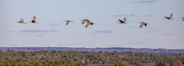 istock Sandhill cranes (Grus canadensis) flying in November during the migration south 2187313661