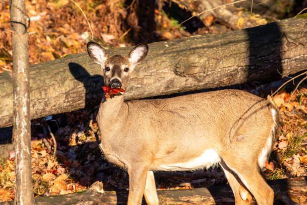 istock White-tailed deer (Odocoileus virginianus) in Wisconsin eating leaves 2187313768