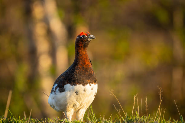 Willow ptarmigan in half winter plumage and half summer plumage, out of focus background