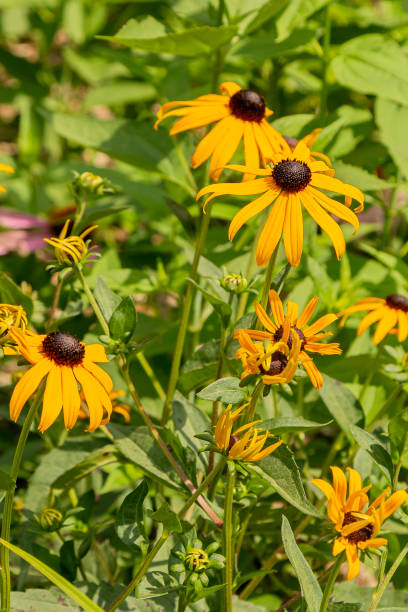 istock Black Eyed Susan 2187317988