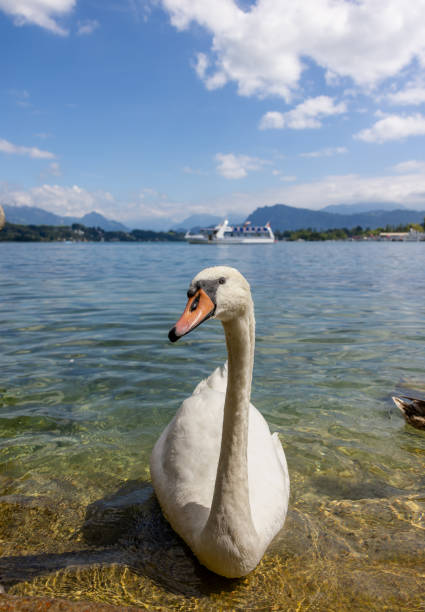 istock Swan of the lake 2187318154