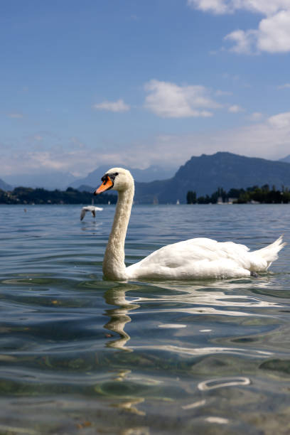 istock Swan of the lake 2187318170
