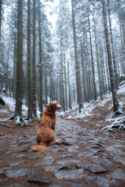 istock Duck Tolling Retriever in snowy forest trail 2187318414