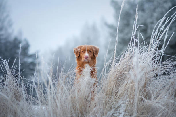 istock Duck Tolling Retriever in snowy reeds 2187318427